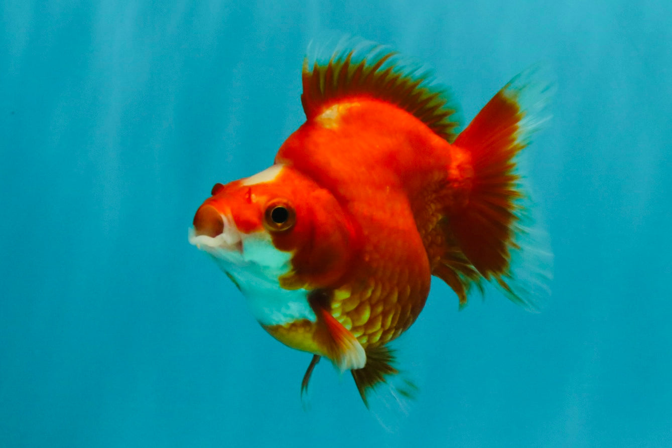 SPECIAL A Grade Jade Head Red White Ryukin Female 4 inches #042426RK_04