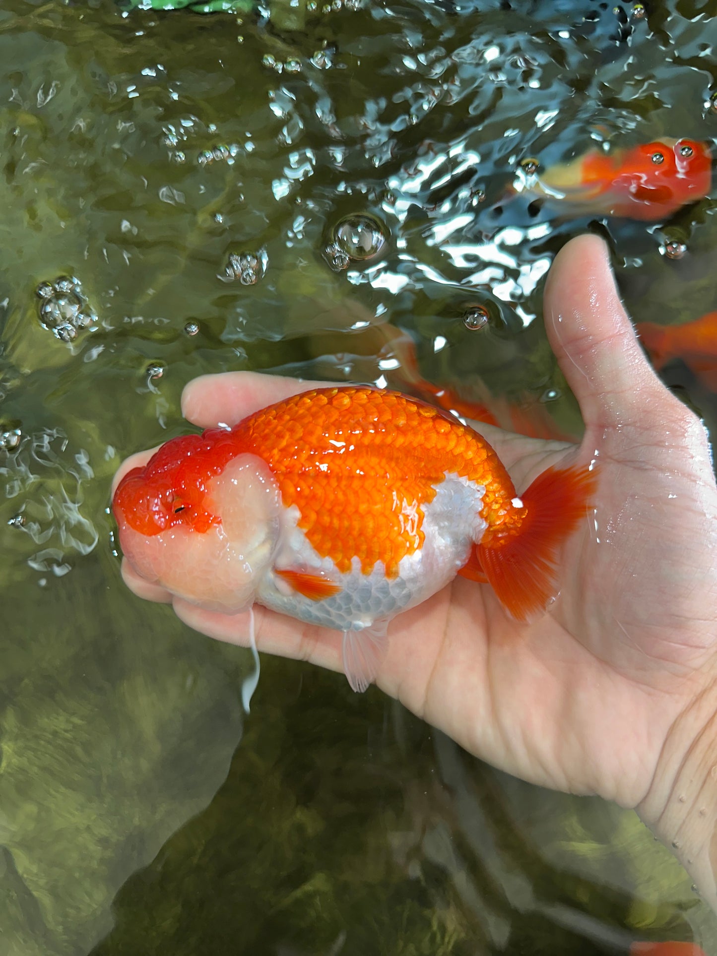 A Grade Red White LionQueen 4.5-5 inches #052325LC_20