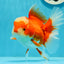 AAA Grade 🎇 Firework Red White Oranda Female 5.5 inches #0119OR_03