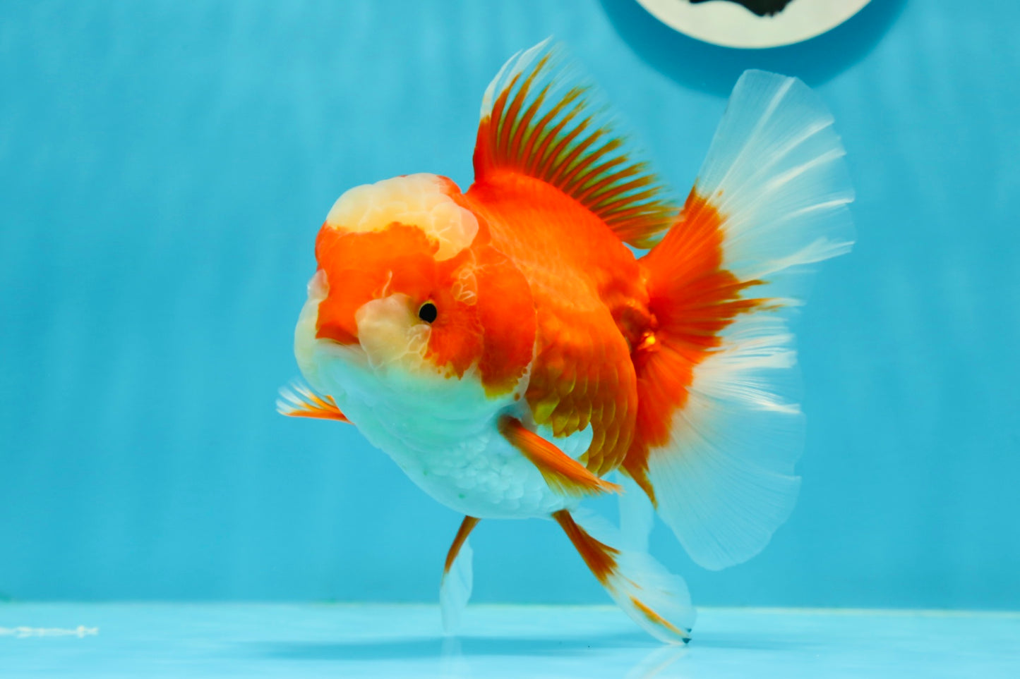 AAA Grade 🎇 Firework Red White Oranda Female 5.5 inches #0119OR_03