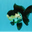 FLUFFY Panda Oranda Male 5 inches #032026OR_11