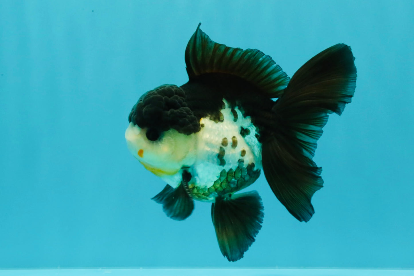 FLUFFY Panda Oranda Male 5 inches #032026OR_11