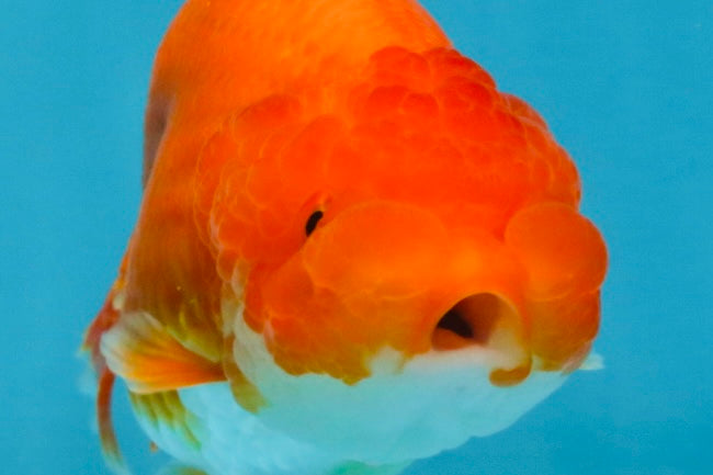 SUPER TOMATO A Grade Red White LionQueen 4.5 inches #120525LC_10