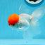 AAA Grade Red Cap Oranda Male 4.5 inches #0906OR_27