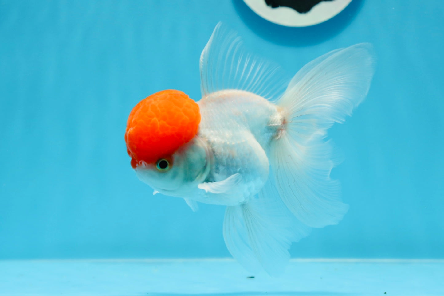 Oranda macho de tapa roja de grado AAA de 4,5 pulgadas n.º 0906OR_27