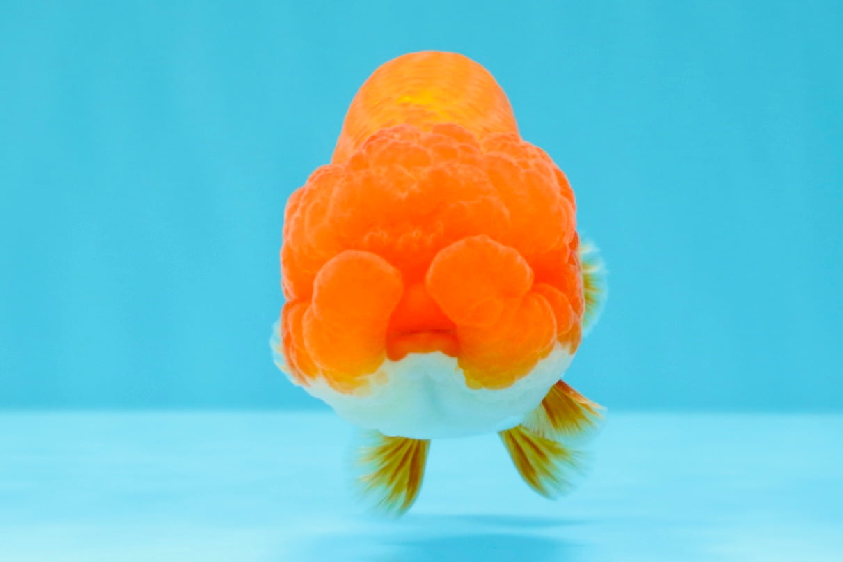 A Grade Dragon Head Red White LionQueen 4 inches #022726LC_26