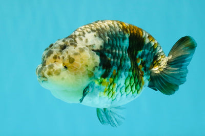 SPECIAL Pepper Calico Chinese Ranchu Female 6-6.5 inches #032026RC_30