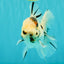 AAA Grade White Tiger Oranda Male 5.5 inches #062626OR_35