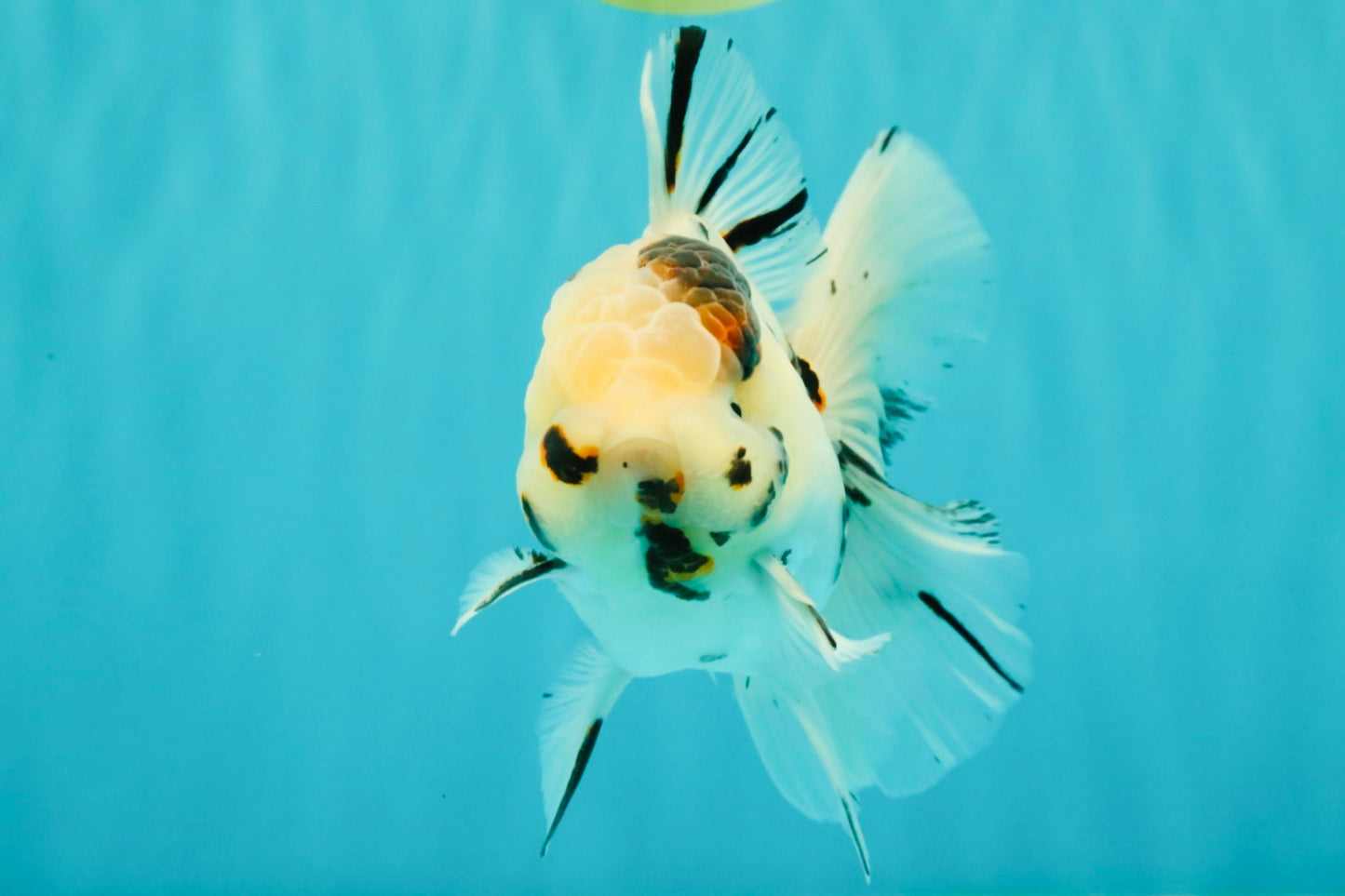 AAA Grade White Tiger Oranda Male 5.5 inches #062626OR_35