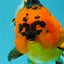 HEART A Grade Apache Oranda Female 6-6.5 inches #032026OR_06