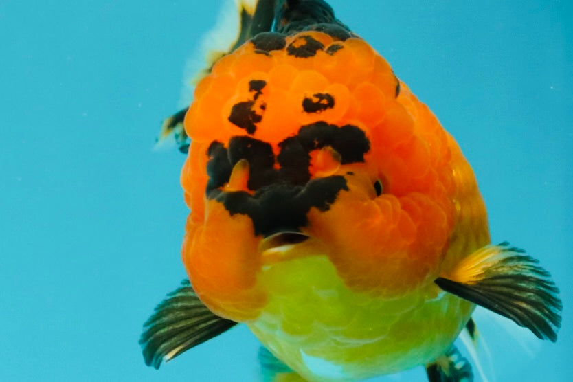 HEART A Grade Apache Oranda Female 6-6.5 inches #032026OR_06