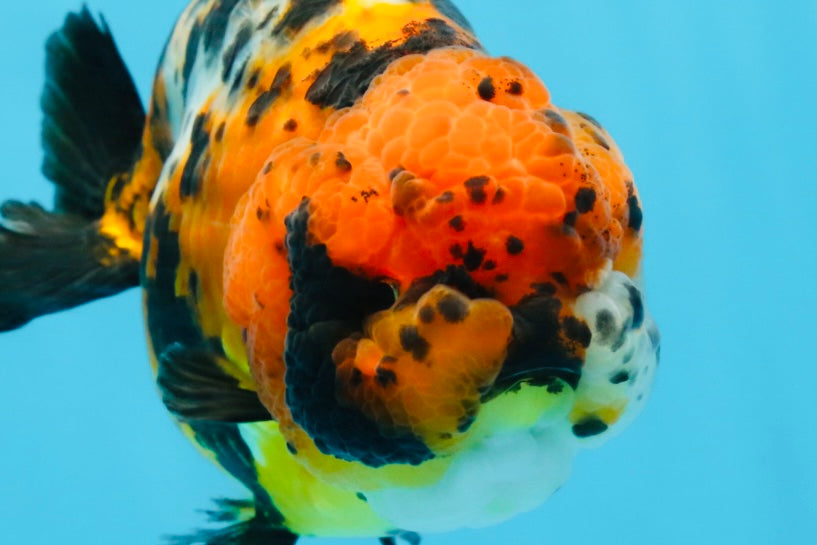 UNIQUE AAA Grade Chinese Red Head Ranchu Female 4.5-5 inches #101725RC_19