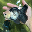 A Grade Panda Button Eyes Oranda Male 5-5.5 inches #120624OR_05