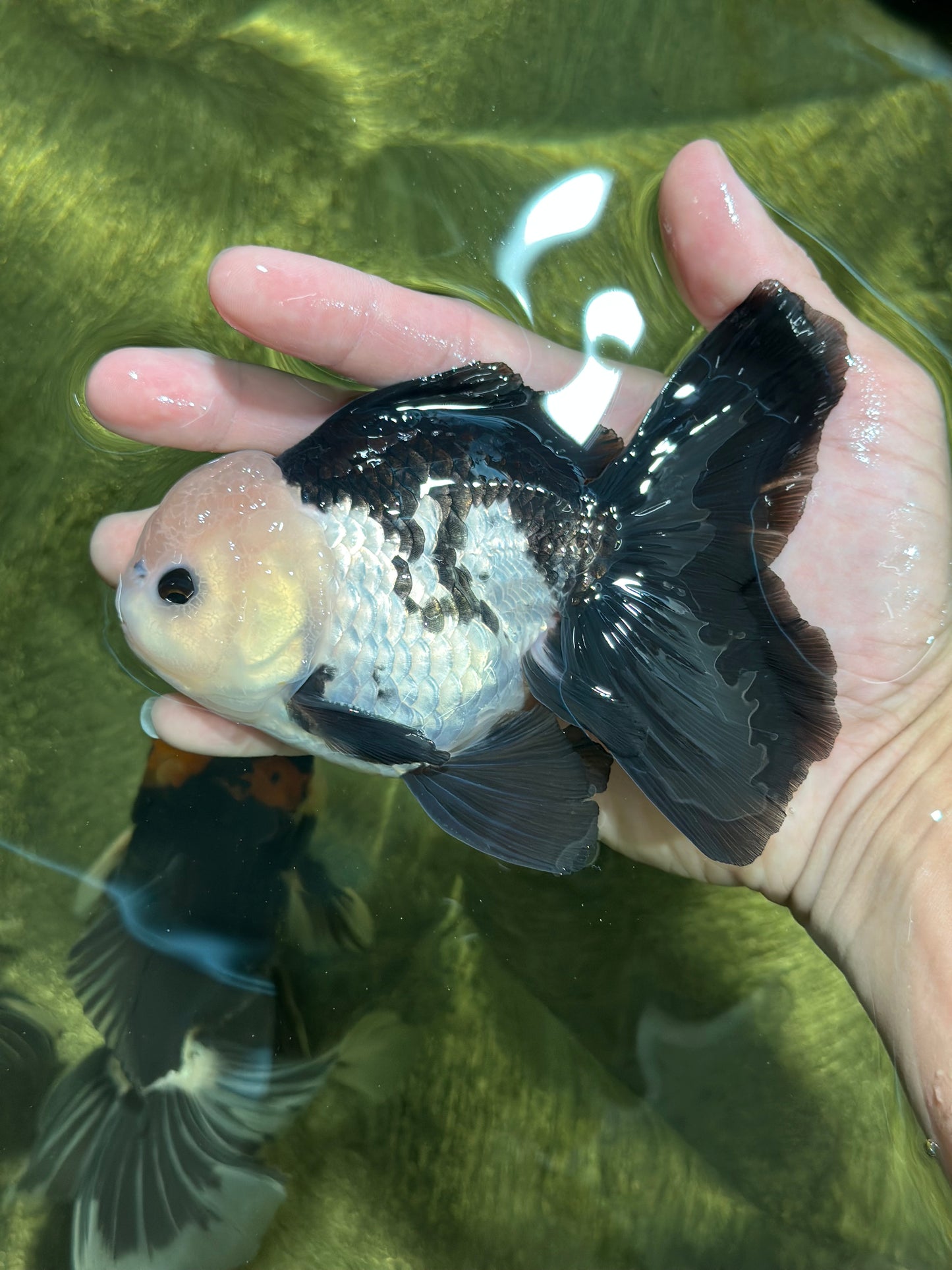 A Grade Panda Button Eyes Oranda Male 5-5.5 inches #120624OR_05