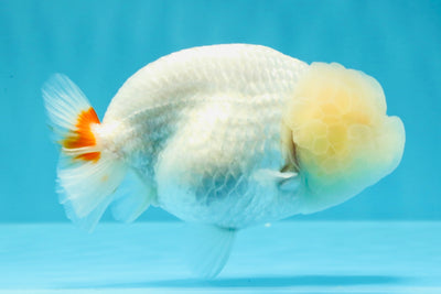 A Grade Dragon Head White LionQueen 4.5 inches #022726LC_24