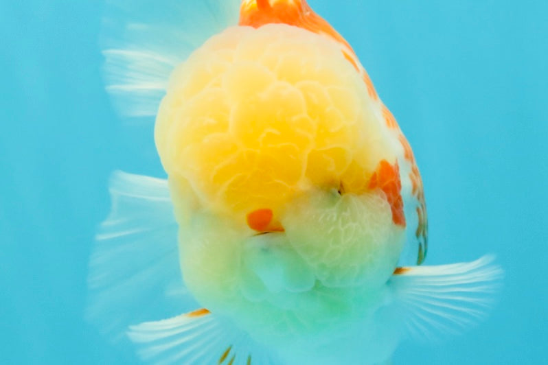 AAA Grade Polkadot Red White Oranda Male 6-6.5 inches #030626OR_19