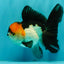 A Grade Red White Oranda Male 5-5.5 inches #051526OR_03