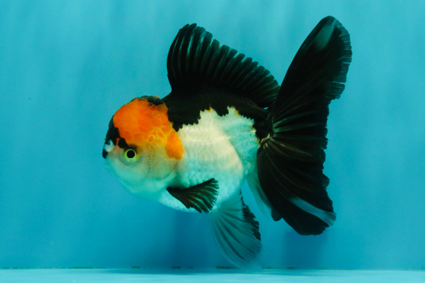 A Grade Red White Oranda Male 5-5.5 inches #051526OR_03