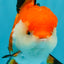 A Grade Tricolor Oranda Female 5-5.5 inches #030626OR_29
