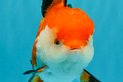 A Grade Tricolor Oranda Female 5-5.5 inches #030626OR_29