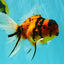 UNIQUE A Grade Tiger Oranda Male 6.5 inches #070626OR_19