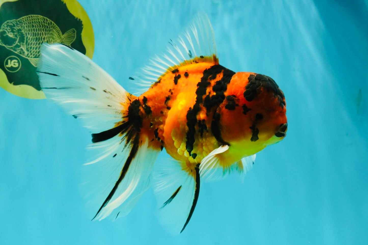 UNIQUE A Grade Tiger Oranda Male 6.5 inches #070626OR_19