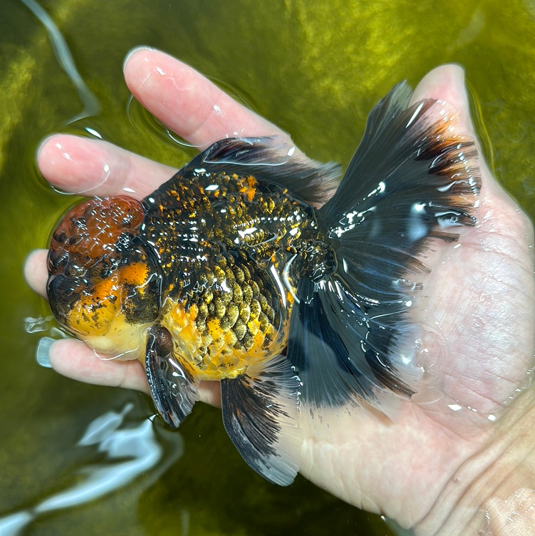 Macho oranda de cola rosa de tigre monstruo apache de grado AAA de 5 pulgadas n.º 1201OR_11