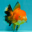 CHUNKY A Grade Red White Oranda Male 5.5-6 inches #042426OR_08