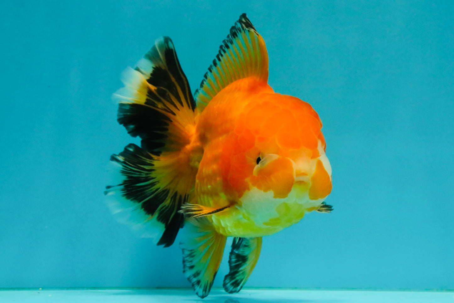 CHUNKY A Grade Red White Oranda Male 5.5-6 inches #042426OR_08