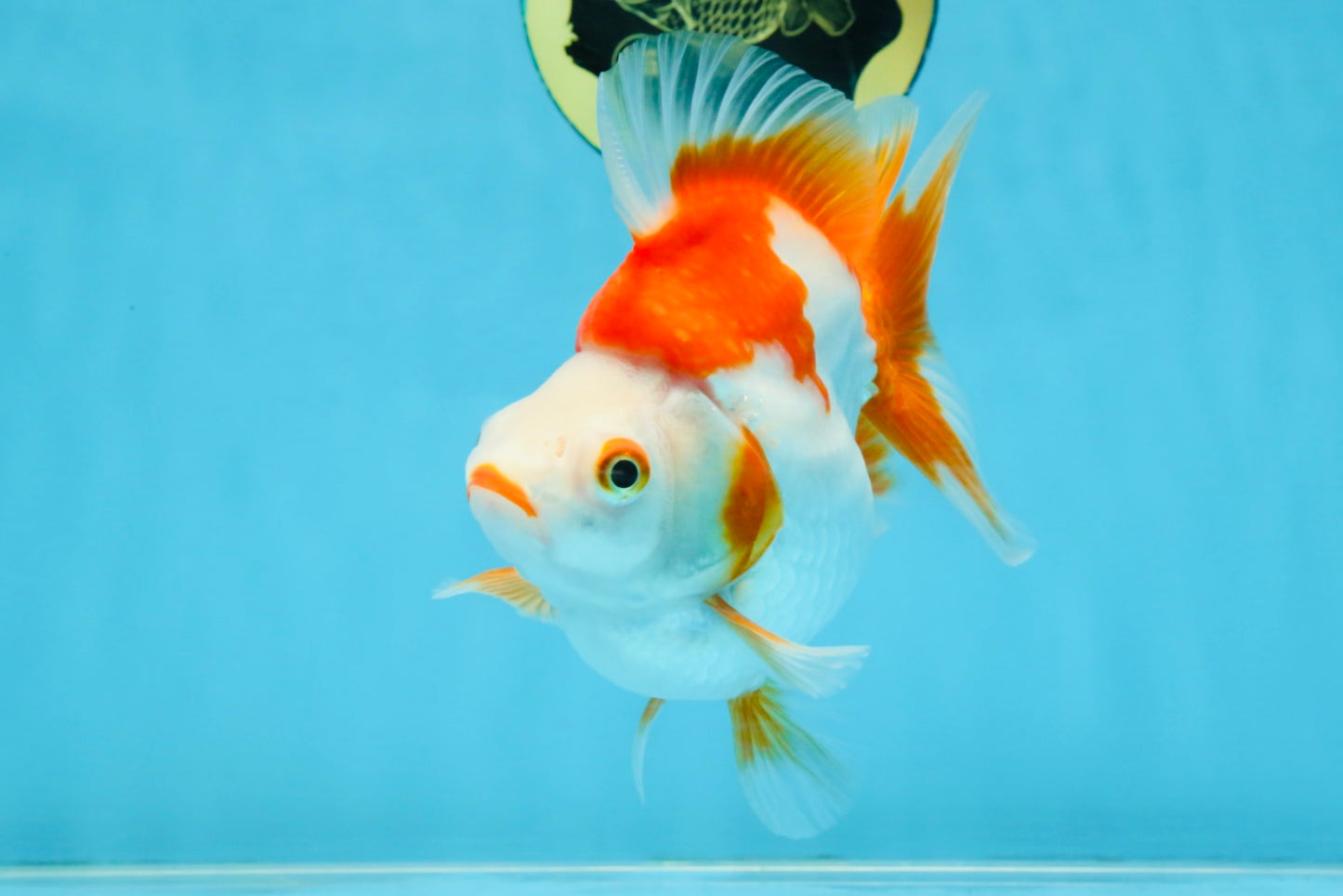 A Grade Red White Ryukin Female 5-5.5 inches #111425RK_07