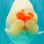Red White Buffalo Ranchu Male 5.5-6 inches #100926RC_28