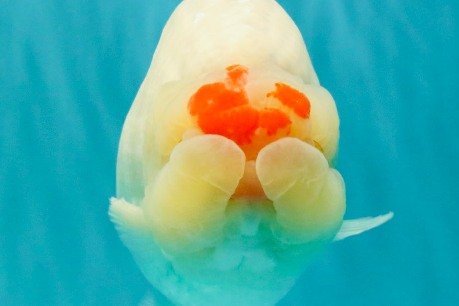 Red White Buffalo Ranchu Male 5.5-6 inches #100926RC_28