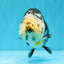 SPECIAL Chinese Ink Ranchu Male 5.5 inches #041026RC_21