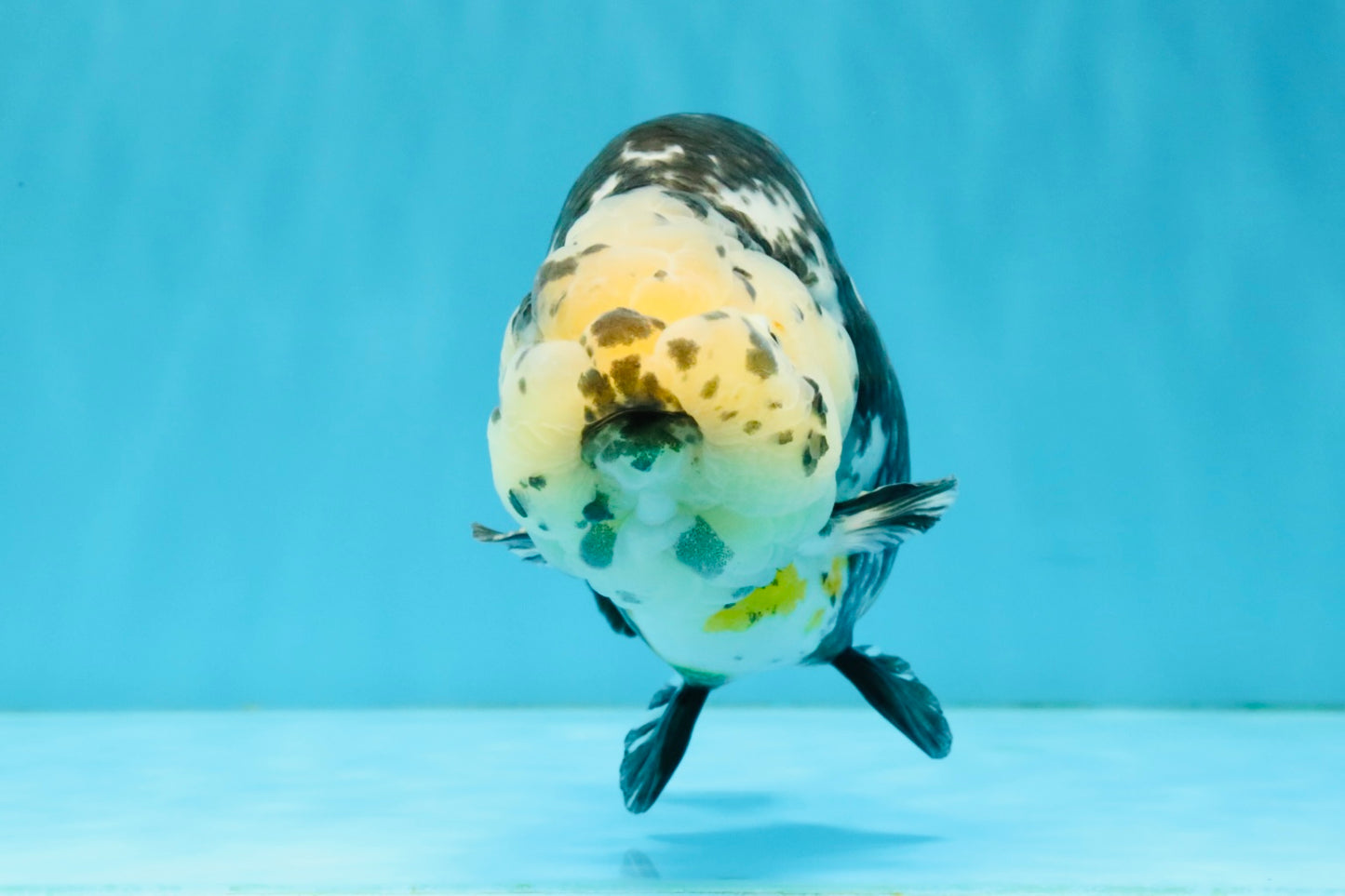 SPECIAL Chinese Ink Ranchu Male 5.5 inches #041026RC_21