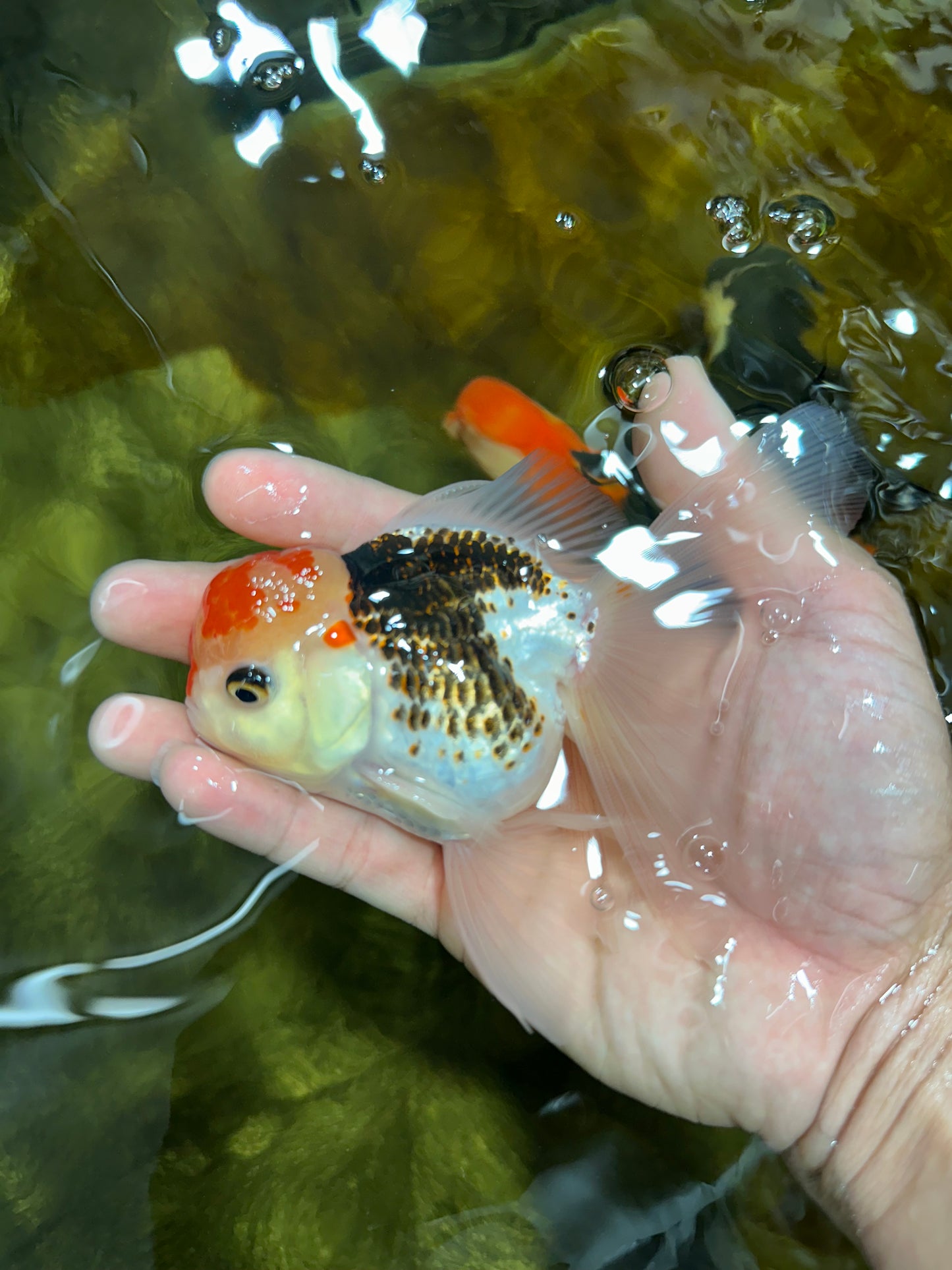 A Grade Young Tricolor Oranda Male 4.5 inches #061325_05