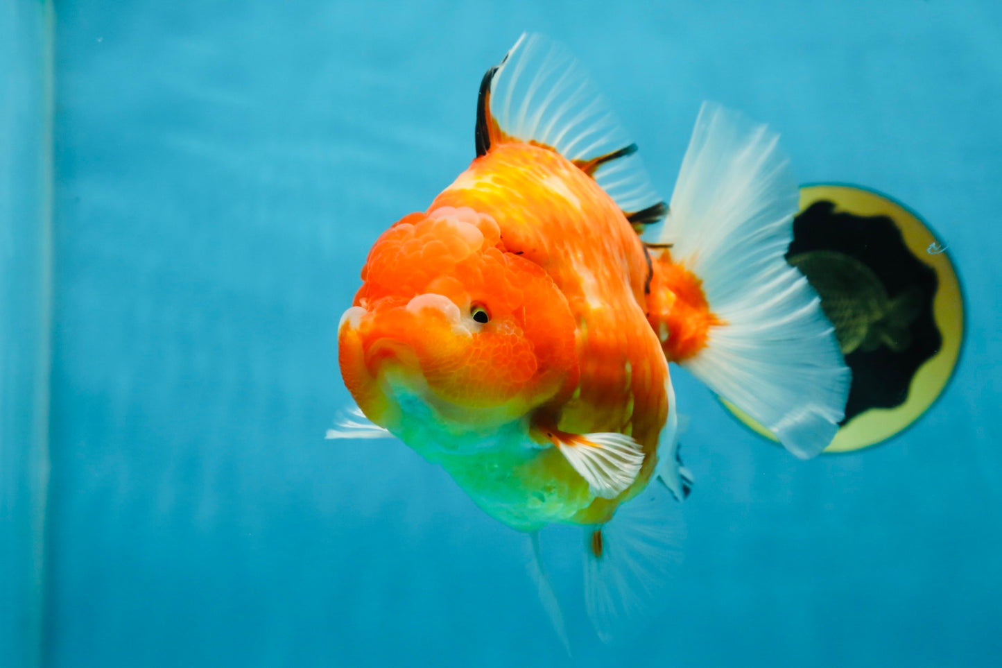 A Grade Sakura Oranda Female 6-6.5 inches #060625OR_11