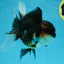 Chubby Cheek Tricolor Oranda Male 5.5 inches #053025OR_31