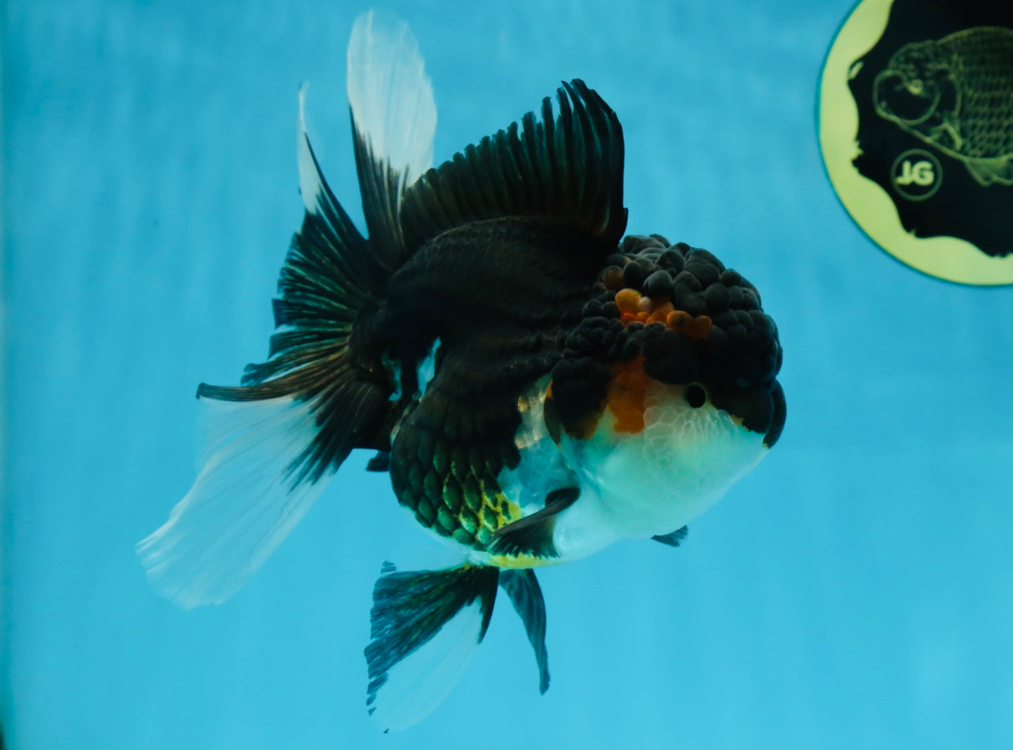 Chubby Cheek Tricolor Oranda Male 5.5 inches #053025OR_31