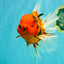 A Grade Tiger Oranda Female 7.5 inches #101626OR_16