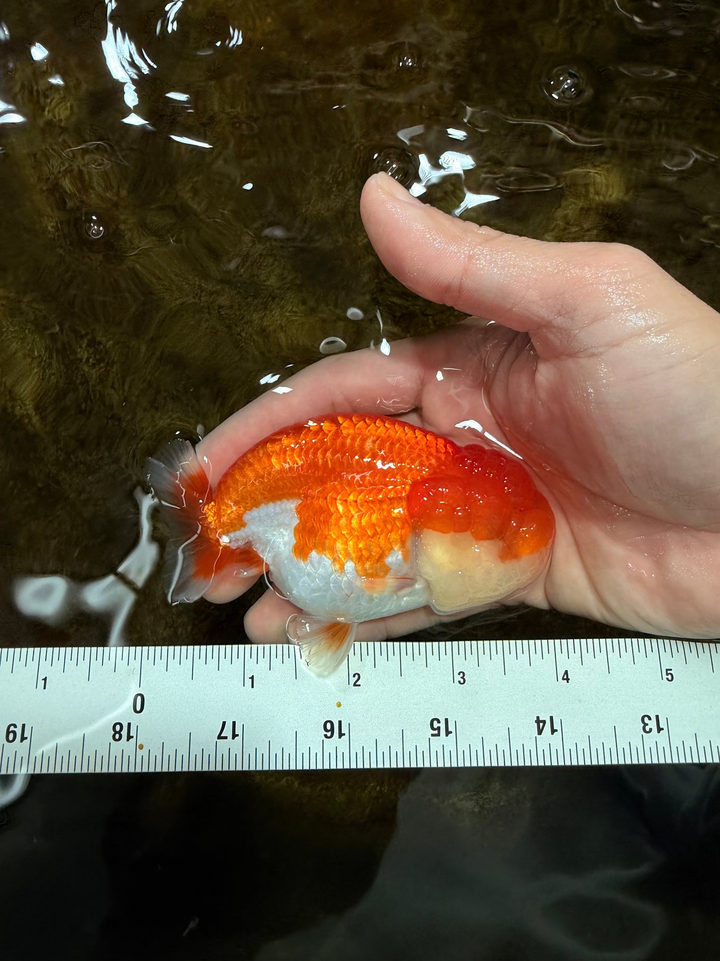 A Grade Red White LionQueen 4 inches #112125LC_12