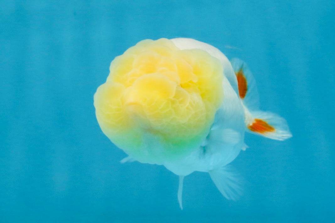 Snow White Lionchu Female 3.5 inches #121925LC_03