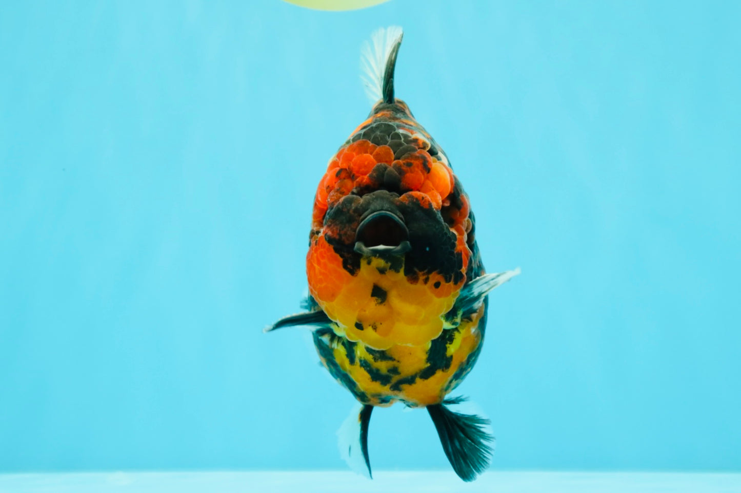 AAA Grade Godzilla Tiger Yuanbao Male 5.5-6 inches #032026YB_21