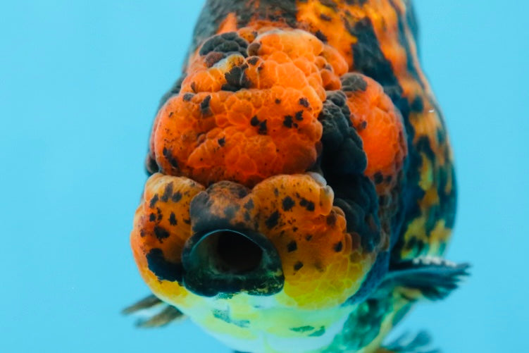 AAA Grade Tiger LionKing 5 inches #081525LC_02