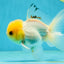 A Grade White Buttoned Eyes Oranda Male 4.5-5 inches #042525OR_09