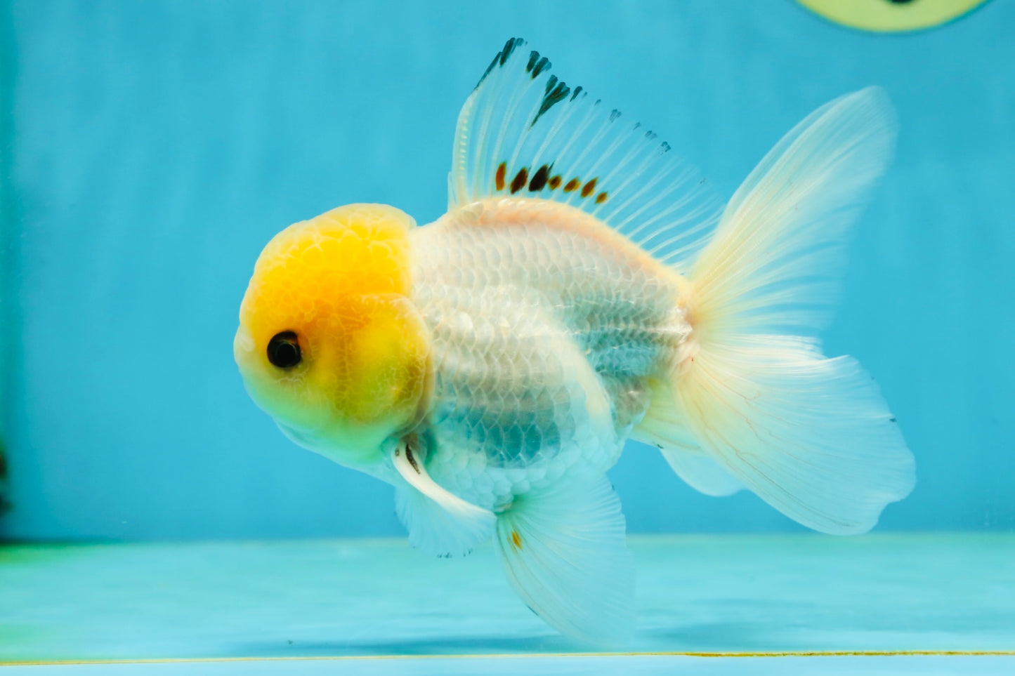 A Grade White Buttoned Eyes Oranda Male 4.5-5 inches #042525OR_09