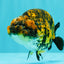 A Grade Strong Body Structure Tiger Ranchu Female 5 inches #061926RC_10