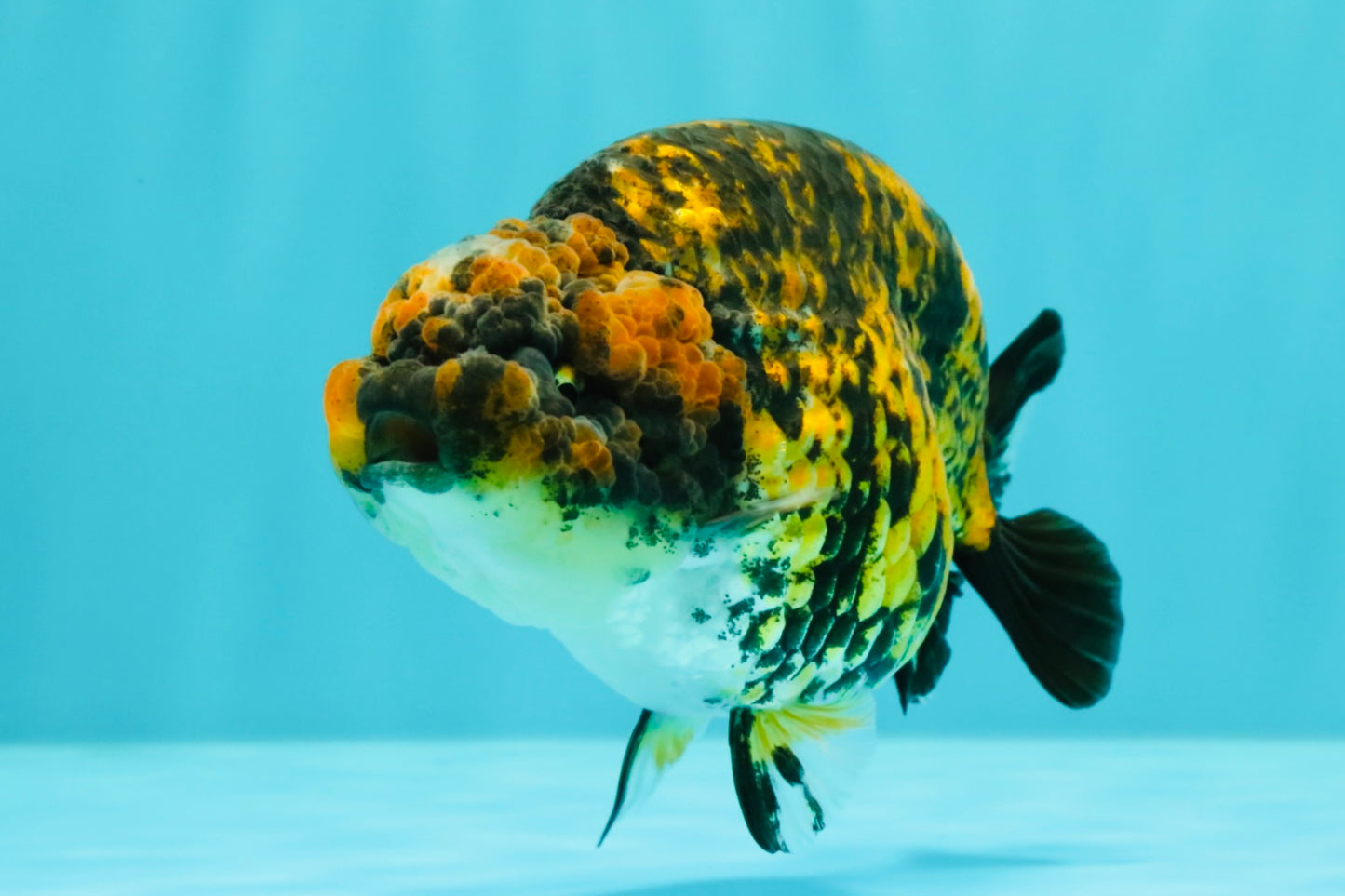 A Grade Strong Body Structure Tiger Ranchu Female 5 inches #061926RC_10