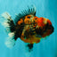 AAA Grade Calico Oranda Female 6.5-7 inches #100226OR_30