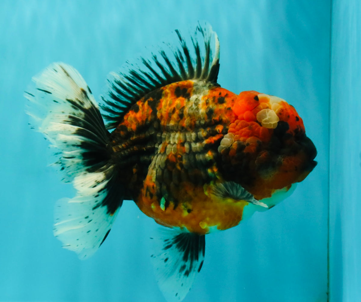 AAA Grade Calico Oranda Female 6.5-7 inches #100226OR_30