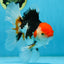 A Grade Tricolor Oranda Male 5-5.5 inches #082225OR_19